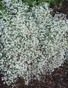 small white flowers are growing in the ground