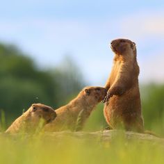 three prairie groundhogs stand on their hind legs in the grass and look up