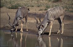 two antelope drinking water from a watering hole