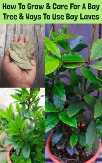 how to grow and care for a bay tree & ways to use bay leaves in your garden