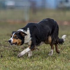 a black and white dog is running in the grass