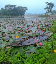 a small boat floating on top of a lake filled with water lillies and pink flowers