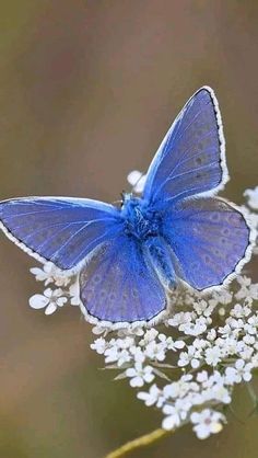 a blue butterfly sitting on top of a white flower