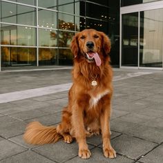 a large brown dog sitting on top of a cement floor next to a building with glass windows