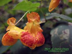 an orange and red flower with green leaves in the background