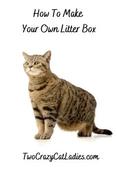 a cat sitting on top of a white background with the words how to make your own litter box