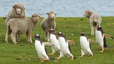 a group of sheep standing next to each other on top of a grass covered field