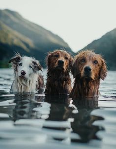 three dogs are in the water with mountains in the backgroung behind them