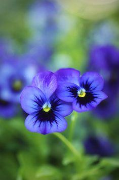 three blue flowers with green leaves in the background