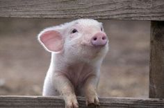 a small pig standing on top of a wooden fence