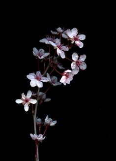 some white and pink flowers on a black background