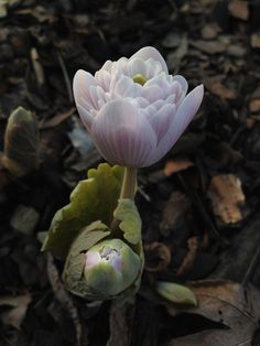 a single pink flower is growing out of the ground