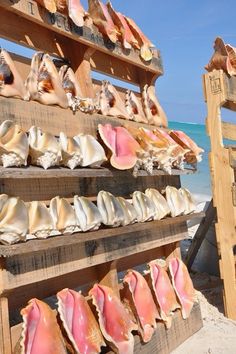 several seashells are lined up on wooden boards at the beach