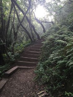 a set of stairs leading up to the top of a hill surrounded by trees and ferns