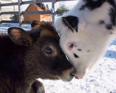 Fluffy Cows, Baby Cow, Baby Cows, Pretty Animals, Fluffy Animals, Cute Cows