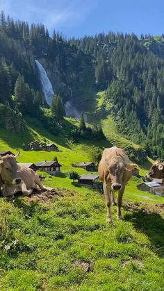 two cows laying down on the grass in front of a mountain with a waterfall behind them