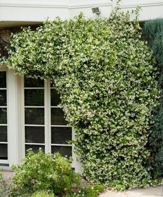 an ivy covered wall next to a window