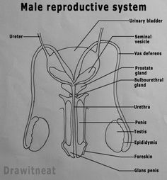 diagram of the male reproductional system labeled in black and white with caption below