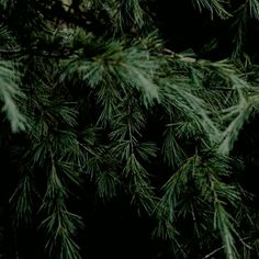 the branches of a pine tree are green