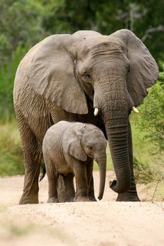 an adult and baby elephant walking down a dirt road with trees in the back ground