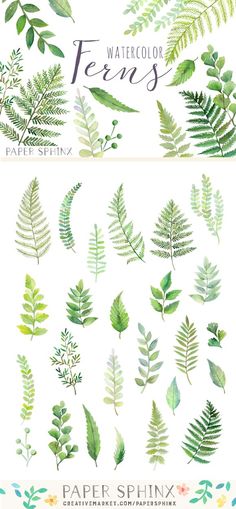 watercolor ferns clipart set with different leaves and branches in green colors on white background