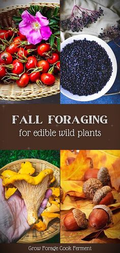 fall foraging for edible wild plants