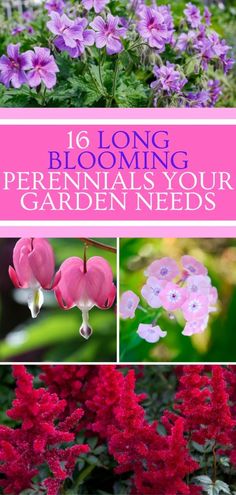 flowers that are blooming in the garden with text overlay reading 16 long blooming perennials your garden needs