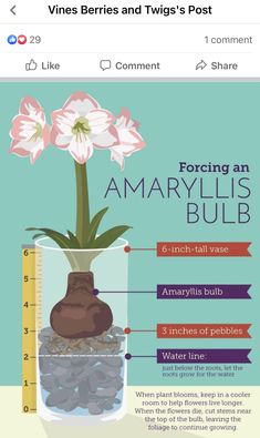 a vase with flowers in it and the words, growing an amaryllis bulb