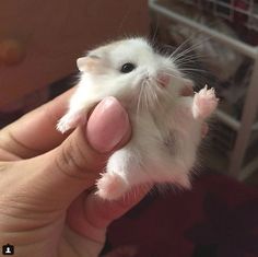 a small hamster being held in someone's hand with it's front paws