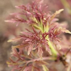 a close up view of some very pretty flowers