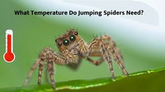 a close up of a spider on a leaf with the words what temperature do jumping spiders need?