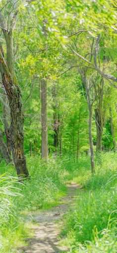 a dirt path in the middle of a lush green forest