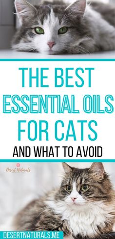 2 black and white fluffy cats with the text The Best Essential Oils for Cats and What to Avoid. Cat Safe Essential Oils To Diffuse, Essential Oil Spray Recipes, Esential Oils, Calming Oils, Doterra Diffuser Blends