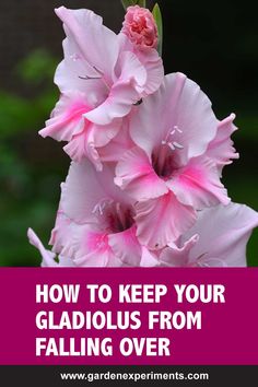 pink gladiolus with text overlay how to keep your gladiolus from falling over