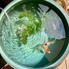 two koi fish swimming in a large bowl filled with clear blue water and greenery