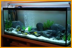 an aquarium with rocks and plants in it