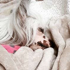 an old white haired dog sleeping under a blanket on top of a bed covered in blankets