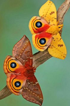 two butterflies sitting on top of a tree branch next to each other with yellow wings