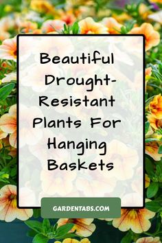 Beautiful Drought-Resistant Plants for Hanging Baskets Drought Tolerant Plants For Containers, Drought Tolerant Container Plants, Full Sun Hanging Baskets, Full Sun Drought Tolerant Plants, Lowes Plants, Heat Tolerant Flowers, Plants For Planters, Texas Gardens, Heat Tolerant Plants