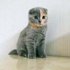 a cat sitting on the floor next to a wall and looking at the camera with one eye open