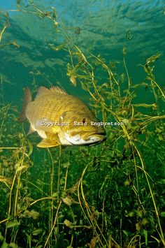 a fish is swimming in the water near some grass and weeds, with its mouth open