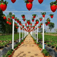 a pathway lined with lots of red strawberries