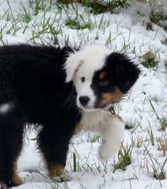 a small black and white dog standing in the snow