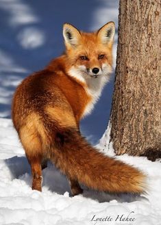 a red fox standing next to a tree in the snow