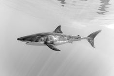 a great white shark swimming in the ocean