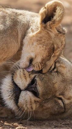 two lions are playing with each other in the dirt and one is rubbing it's face