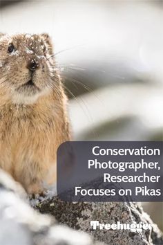 a small rodent sitting on top of a rock next to the words conservation photographer, research focuses on pika's