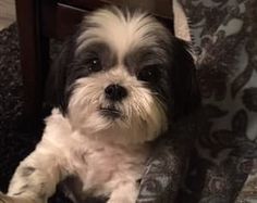 a black and white dog sitting on top of a chair