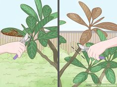 How to Prune Plumeria (with Pictures) - wikiHow Texas Gardens, Pruning Saws, Small Balcony Garden, Texas Gardening, Water Aerobics, Plumeria Flowers, Aerobics Workout