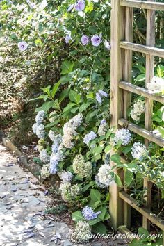 Why Aren't My Hydrangeas Blooming? Hydrangea Plant Care, Hydrangea Shade, Hydrangea Landscaping, Types Of Hydrangeas